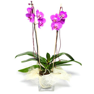  Manisa hediye sevgilime hediye iek  Cam yada mika vazo ierisinde  1 kk orkide