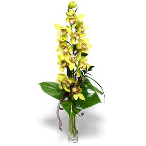  Manisa cicek , cicekci  cam vazo ierisinde tek dal canli orkide