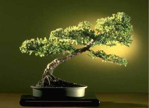 ithal bonsai saksi iegi  Manisa kaliteli taze ve ucuz iekler 