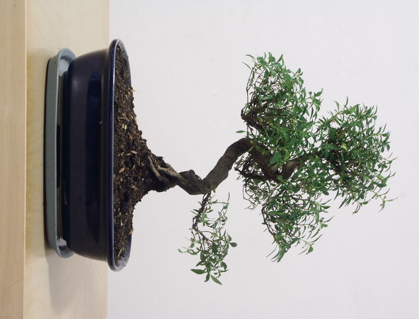 ithal bonsai saksi iegi  Manisa nternetten iek siparii 