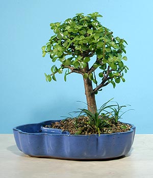 ithal bonsai saksi iegi  Manisa online ieki , iek siparii 
