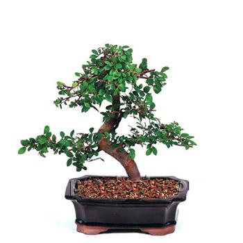 ithal bonsai saksi iegi  Manisa nternetten iek siparii 