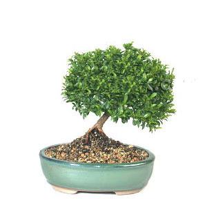 ithal bonsai saksi iegi  Manisa iek gnderme 