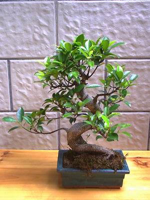 ithal bonsai saksi iegi  Manisa ucuz iek gnder 