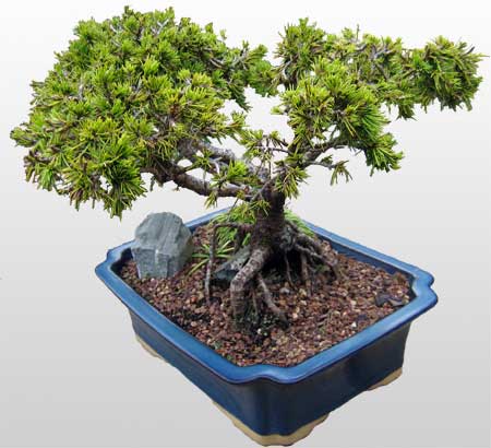 ithal bonsai saksi iegi  Manisa kaliteli taze ve ucuz iekler 