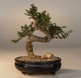ithal bonsai saksi iegi  Manisa iek sat 