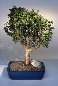  Manisa 14 ubat sevgililer gn iek  ithal bonsai saksi iegi  Manisa online ieki , iek siparii 