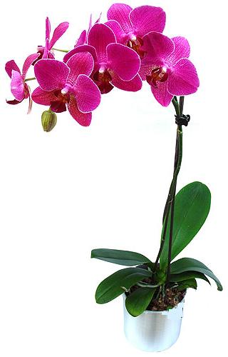  Manisa kaliteli taze ve ucuz iekler  saksi orkide iegi
