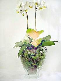  Manisa hediye sevgilime hediye iek  Cam yada mika vazoda zel orkideler