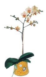  Manisa iek gnderme sitemiz gvenlidir  Phalaenopsis Orkide ithal kalite