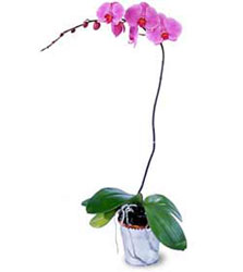  Manisa iek gnderme  Orkide ithal kaliteli orkide 
