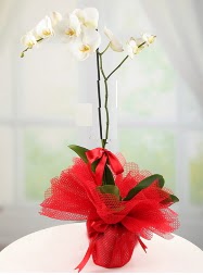 1 dal beyaz orkide saks iei  Manisa internetten iek siparii 