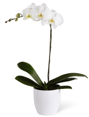 1 dall beyaz orkide  Manisa iek sat 