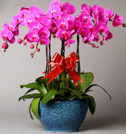 7 dall mor orkide  Manisa hediye iek yolla 