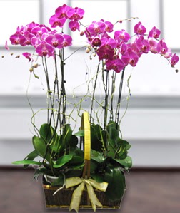 4 dall mor orkide  Manisa iekiler 