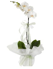 1 dal beyaz orkide iei  Manisa nternetten iek siparii 
