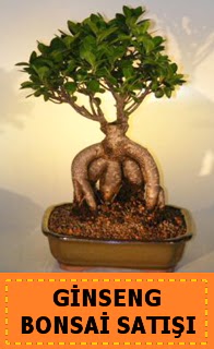 Ginseng bonsai sat japon aac  Manisa iek yolla 