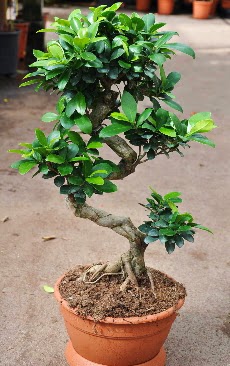 Orta boy bonsai saks bitkisi  Manisa iek yolla , iek gnder , ieki  