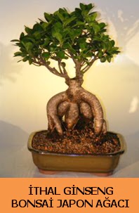 thal japon aac ginseng bonsai sat  Manisa cicek , cicekci 