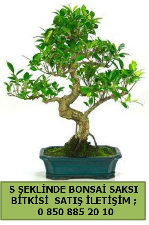 thal S eklinde dal erilii bonsai sat  Manisa 14 ubat sevgililer gn iek 