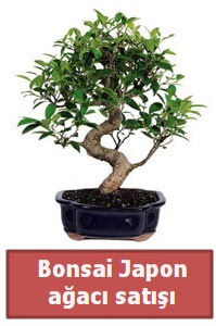 Japon aac bonsai sat  Manisa gvenli kaliteli hzl iek 
