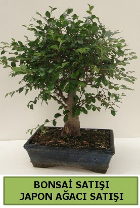 Minyatr bonsai japon aac sat  Manisa cicekciler , cicek siparisi 