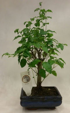 Minyatr bonsai japon aac sat  Manisa anneler gn iek yolla 