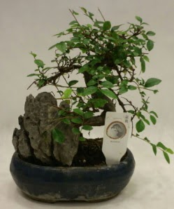 thal 1.ci kalite bonsai japon aac  Manisa hediye sevgilime hediye iek 