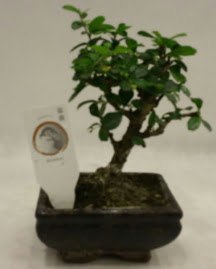Kk minyatr bonsai japon aac  Manisa 14 ubat sevgililer gn iek 