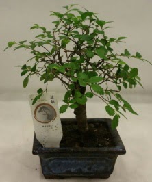 Minyatr ithal japon aac bonsai bitkisi  Manisa hediye sevgilime hediye iek 