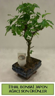 thal bonsai japon aac bitkisi  Manisa ucuz iek gnder 