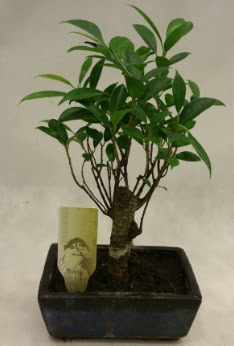 Japon aac bonsai bitkisi sat  Manisa anneler gn iek yolla 