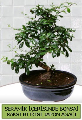 Seramik vazoda bonsai japon aac bitkisi  Manisa gvenli kaliteli hzl iek 