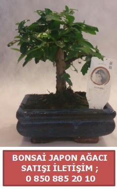 Japon aac minyar bonsai sat  Manisa hediye sevgilime hediye iek 