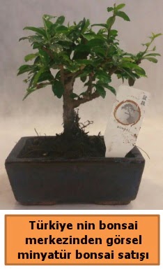 Japon aac bonsai sat ithal grsel  Manisa uluslararas iek gnderme 