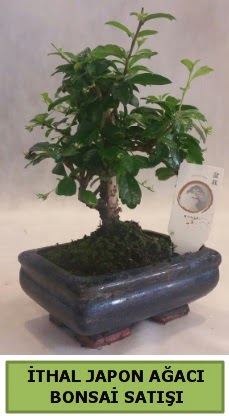 thal japon aac bonsai bitkisi sat  Manisa anneler gn iek yolla 