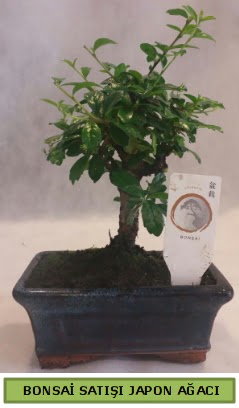 Minyatr bonsai aac sat  Manisa 14 ubat sevgililer gn iek 