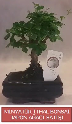 Kk grsel bonsai japon aac bitkisi  Manisa iek online iek siparii 
