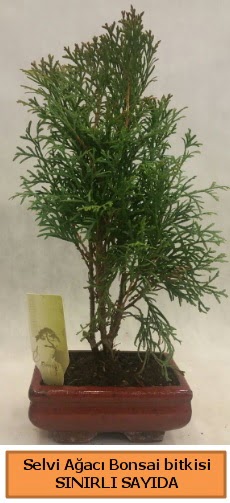 Selvi aac bonsai japon aac bitkisi  Manisa hediye sevgilime hediye iek 