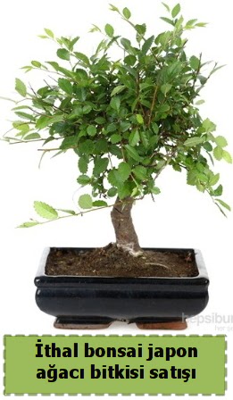 thal bonsai saks iei Japon aac sat  Manisa cicek , cicekci 