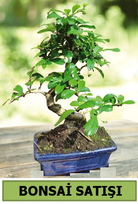 am bonsai japon aac sat  Manisa hediye sevgilime hediye iek 