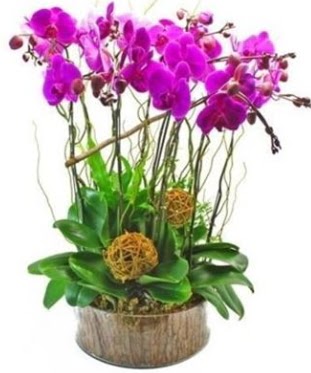 Ahap ktkte lila mor orkide 8 li  Manisa yurtii ve yurtd iek siparii 
