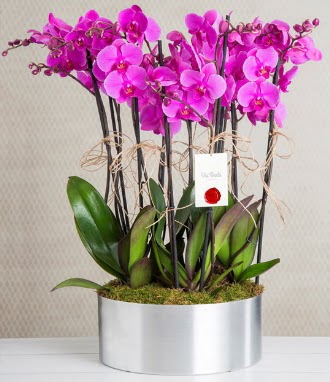 11 dall mor orkide metal vazoda  Manisa cicekciler , cicek siparisi 