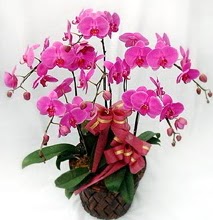 Sepet ierisinde 5 dall lila orkide  Manisa iek servisi , ieki adresleri 