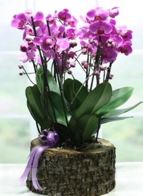 Ktk ierisinde 6 dall mor orkide  Manisa iek servisi , ieki adresleri 
