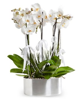 Be dall metal saksda beyaz orkide  Manisa uluslararas iek gnderme 