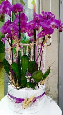 Seramik vazoda 4 dall mor lila orkide  Manisa iek gnderme sitemiz gvenlidir 