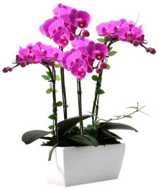 Seramik vazo ierisinde 4 dall mor orkide  Manisa hediye sevgilime hediye iek 