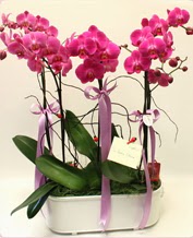 Beyaz seramik ierisinde 4 dall orkide  Manisa iek servisi , ieki adresleri 
