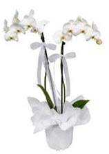 2 dall beyaz orkide  Manisa iekiler 